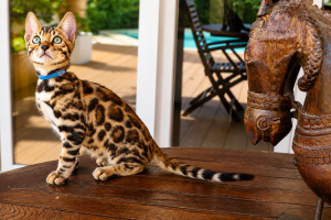 chat bengal marron taches rondes