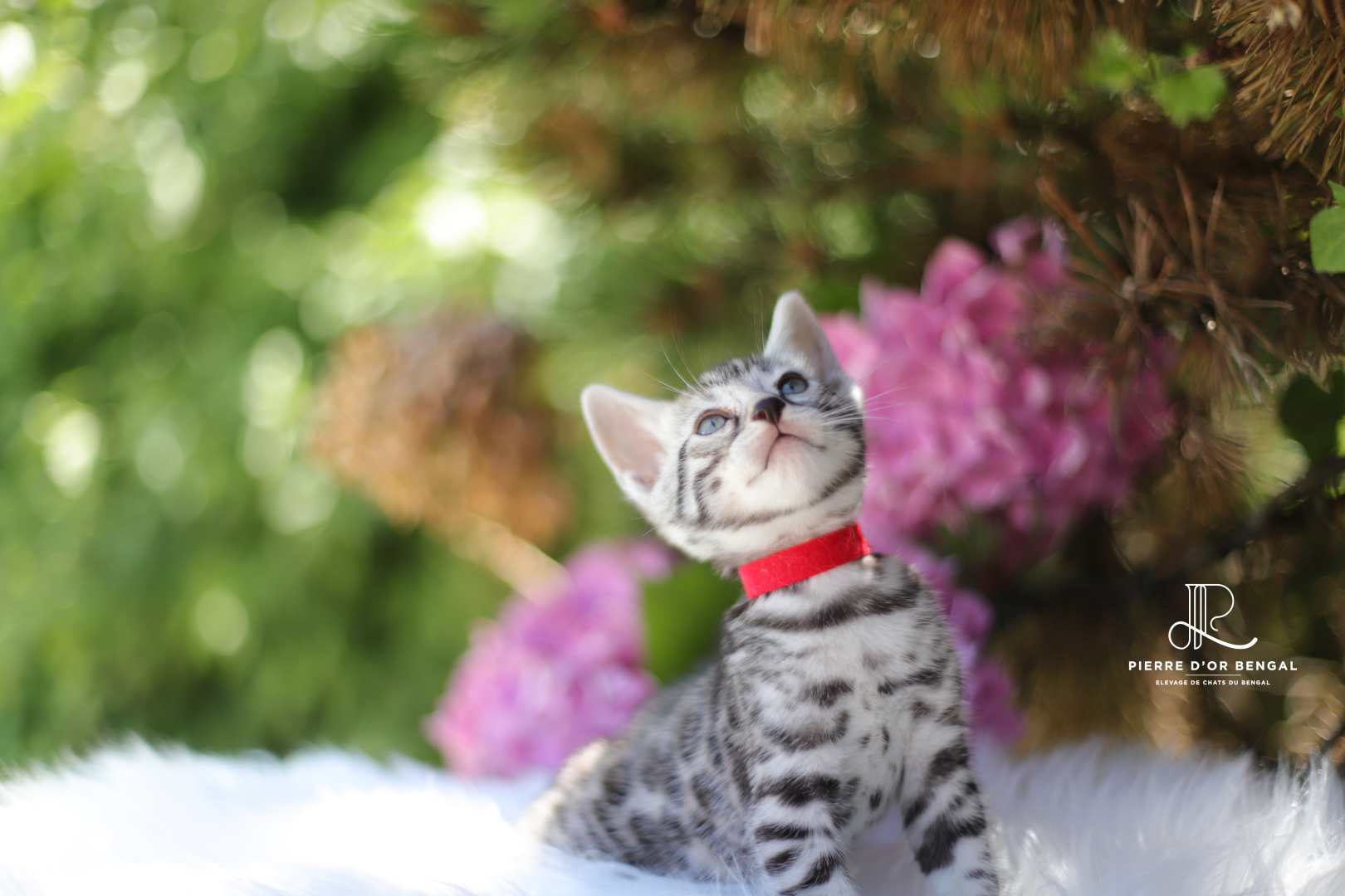 chat bengal brun taches rondes