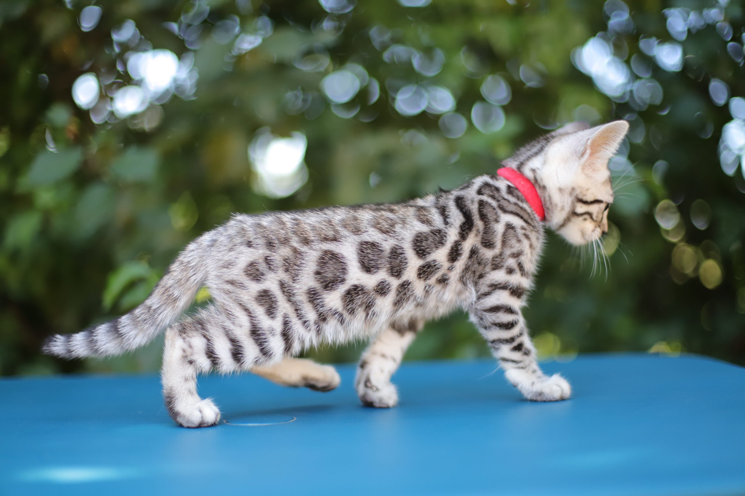 chat bengal brun taches rondes