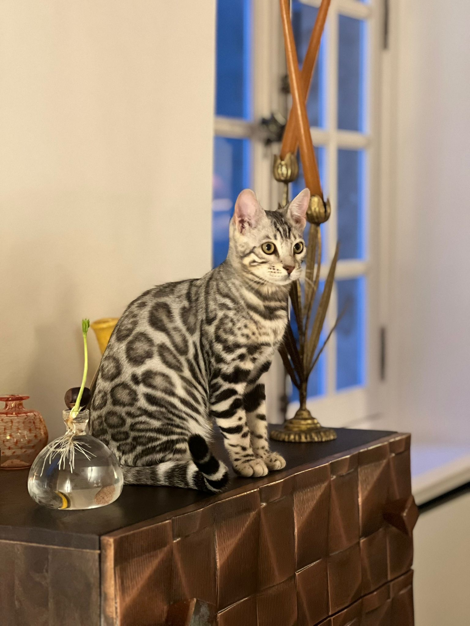 elevage chat bengal blanc