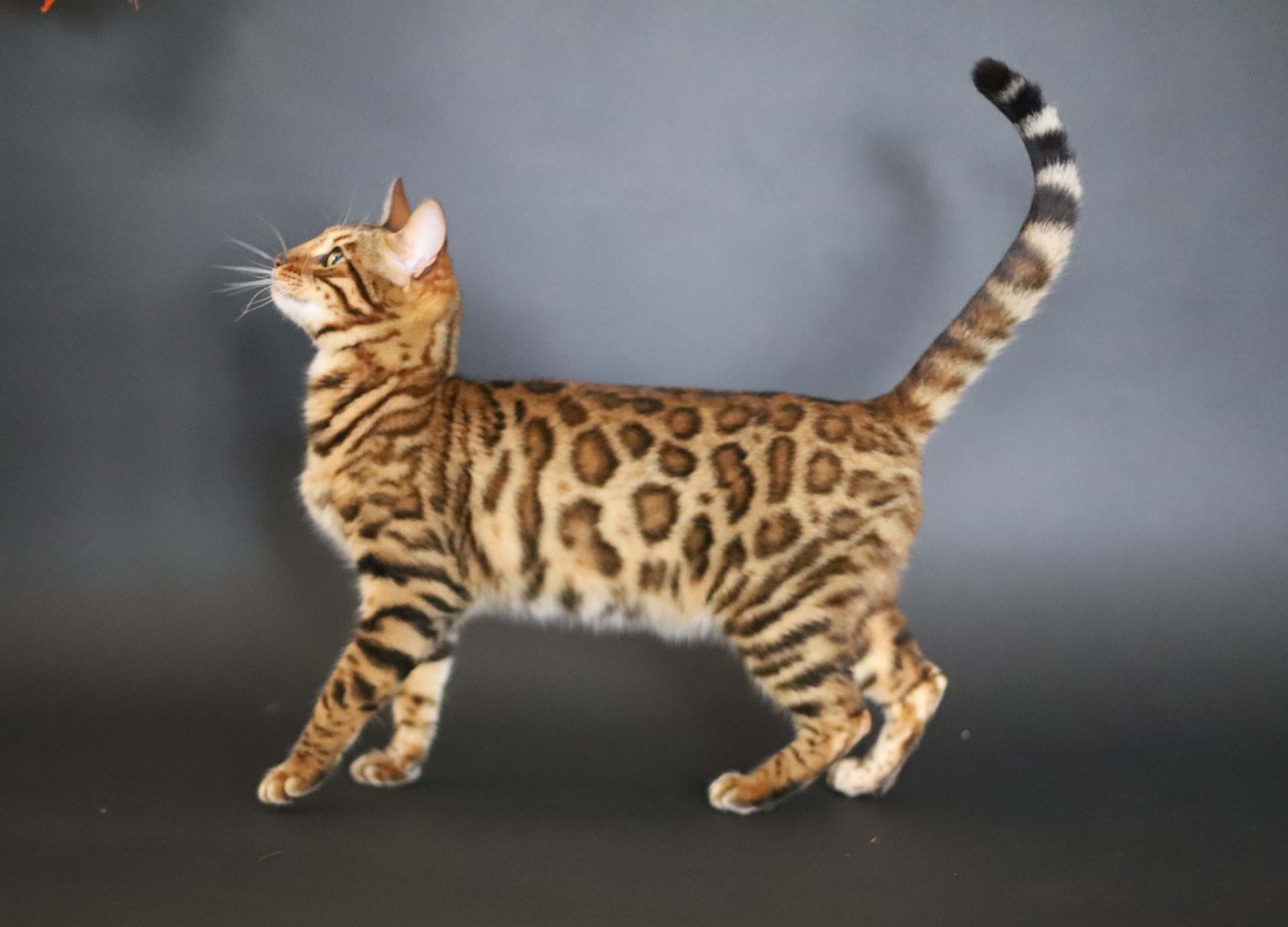 F- Phoebe- photos 11