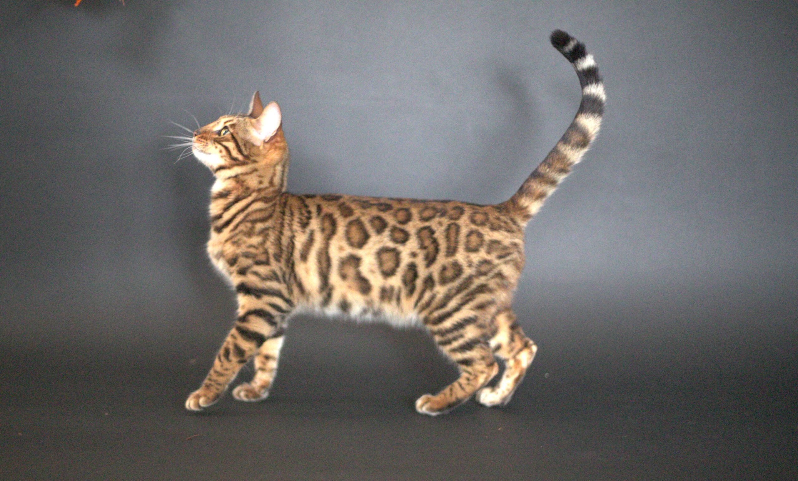 F- Phoebe- photos 5 chat bengal qui est la future maman de chaton bengal