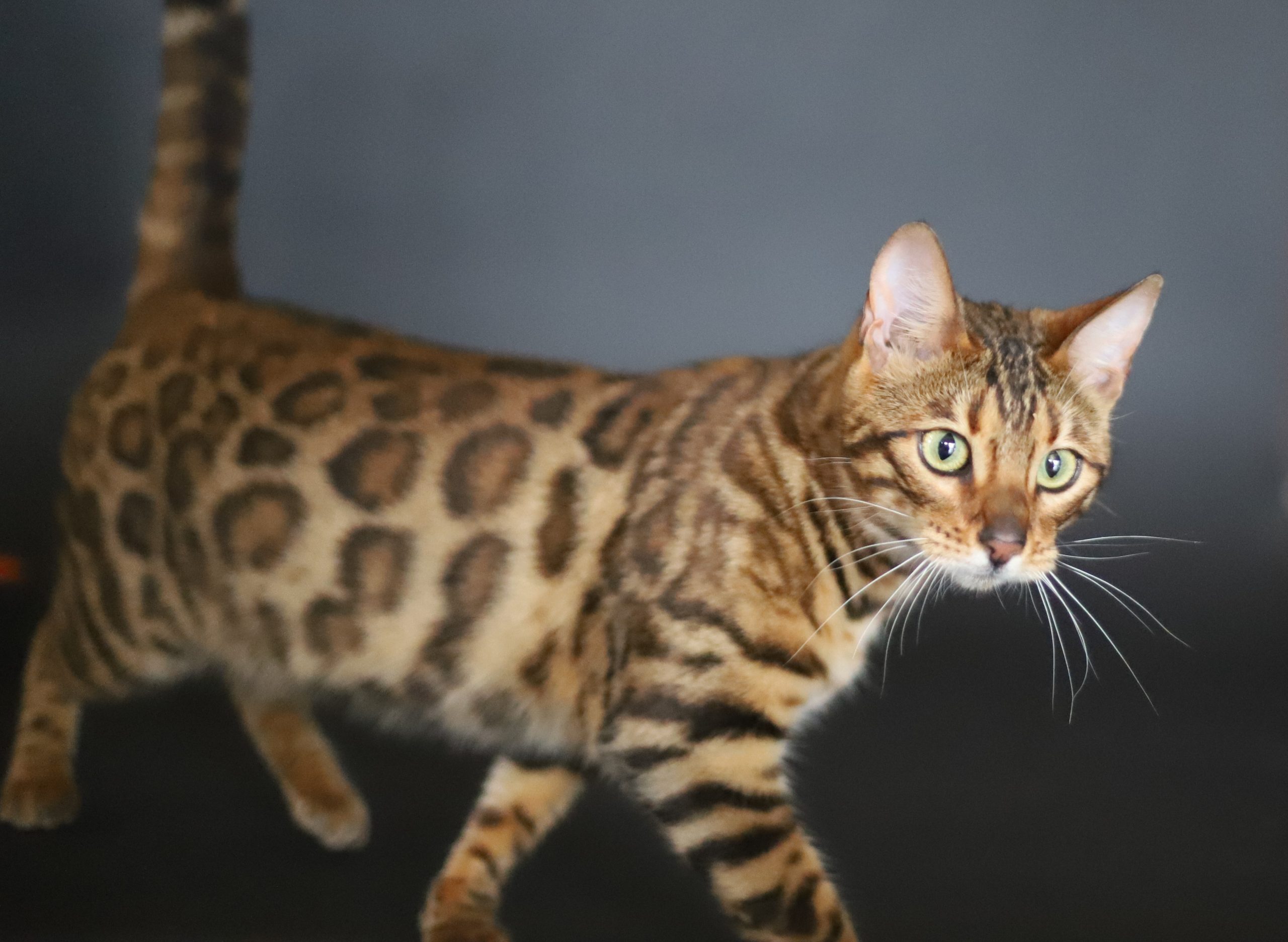 F- Phoebe- photos 8 chat-du-bengal-blanc -champion