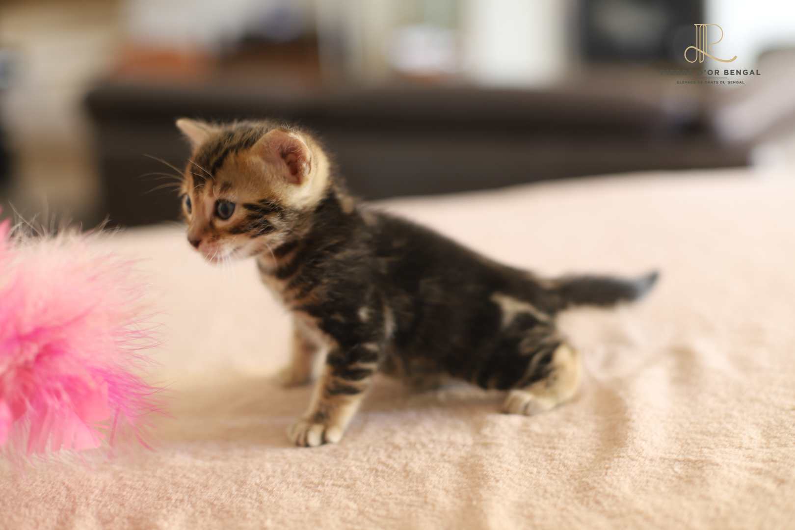 chat bengal brun taches rondes