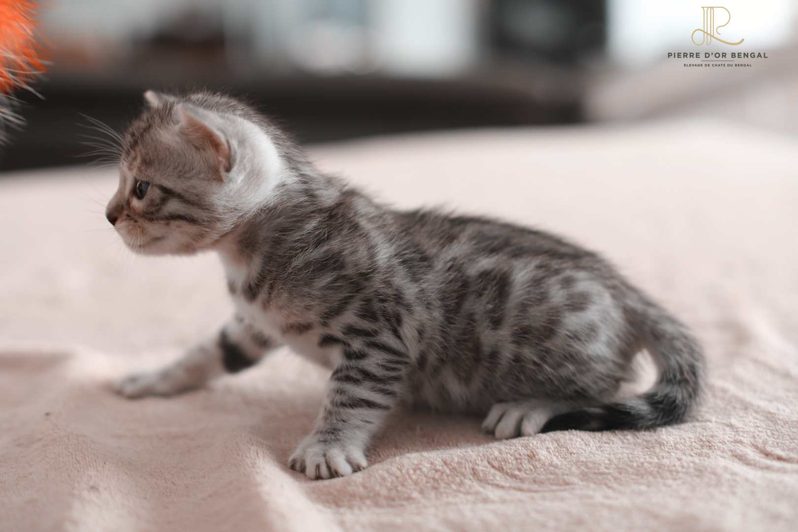 chat bengal brun taches rondes