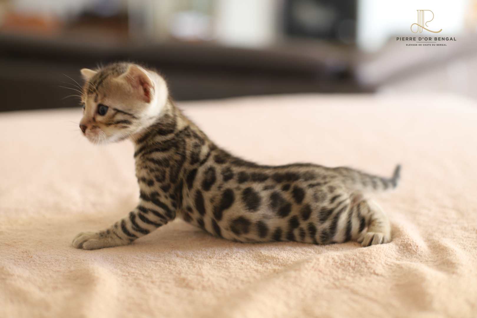 chat bengal brun taches rondes