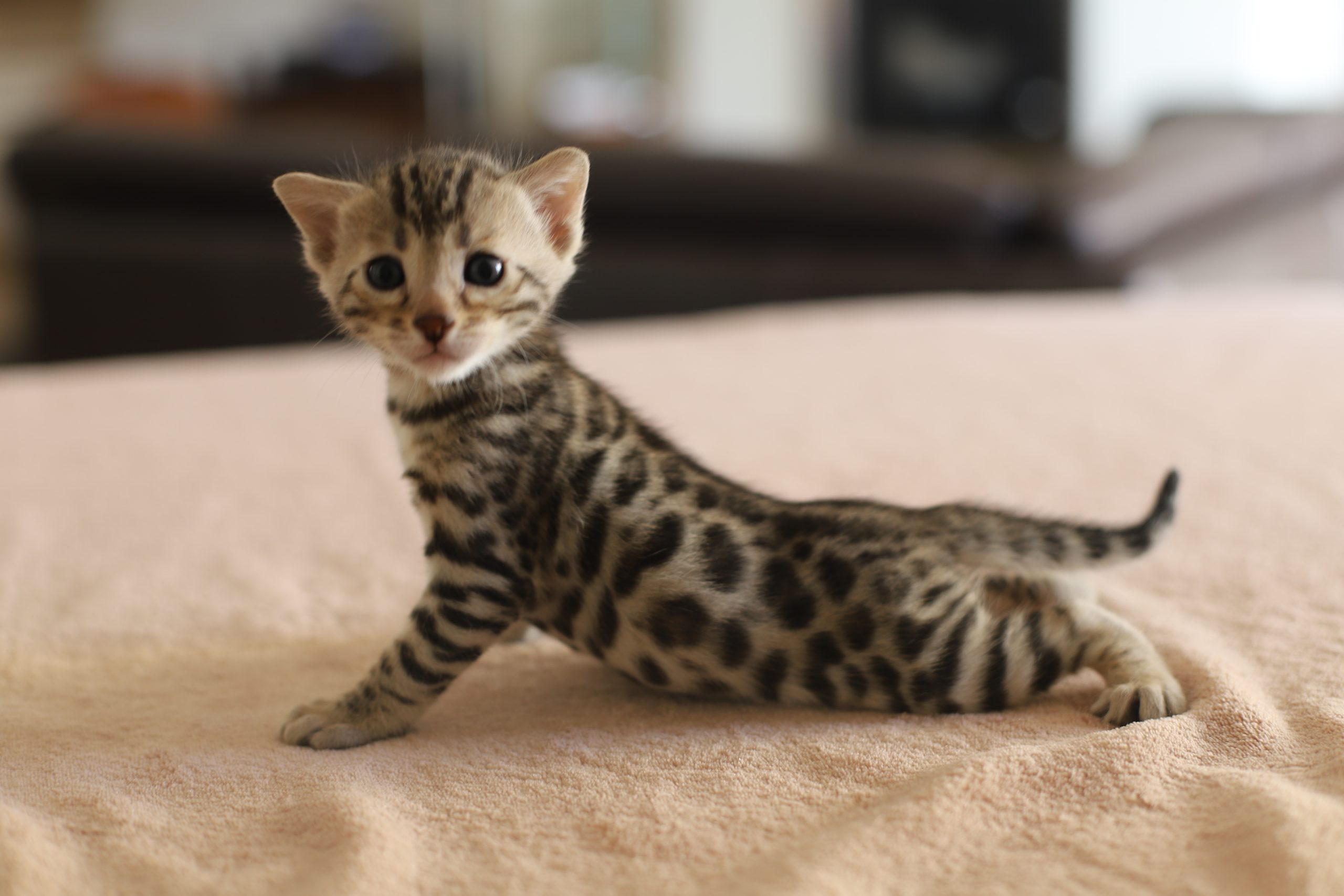 chat bengal brun taches rondes