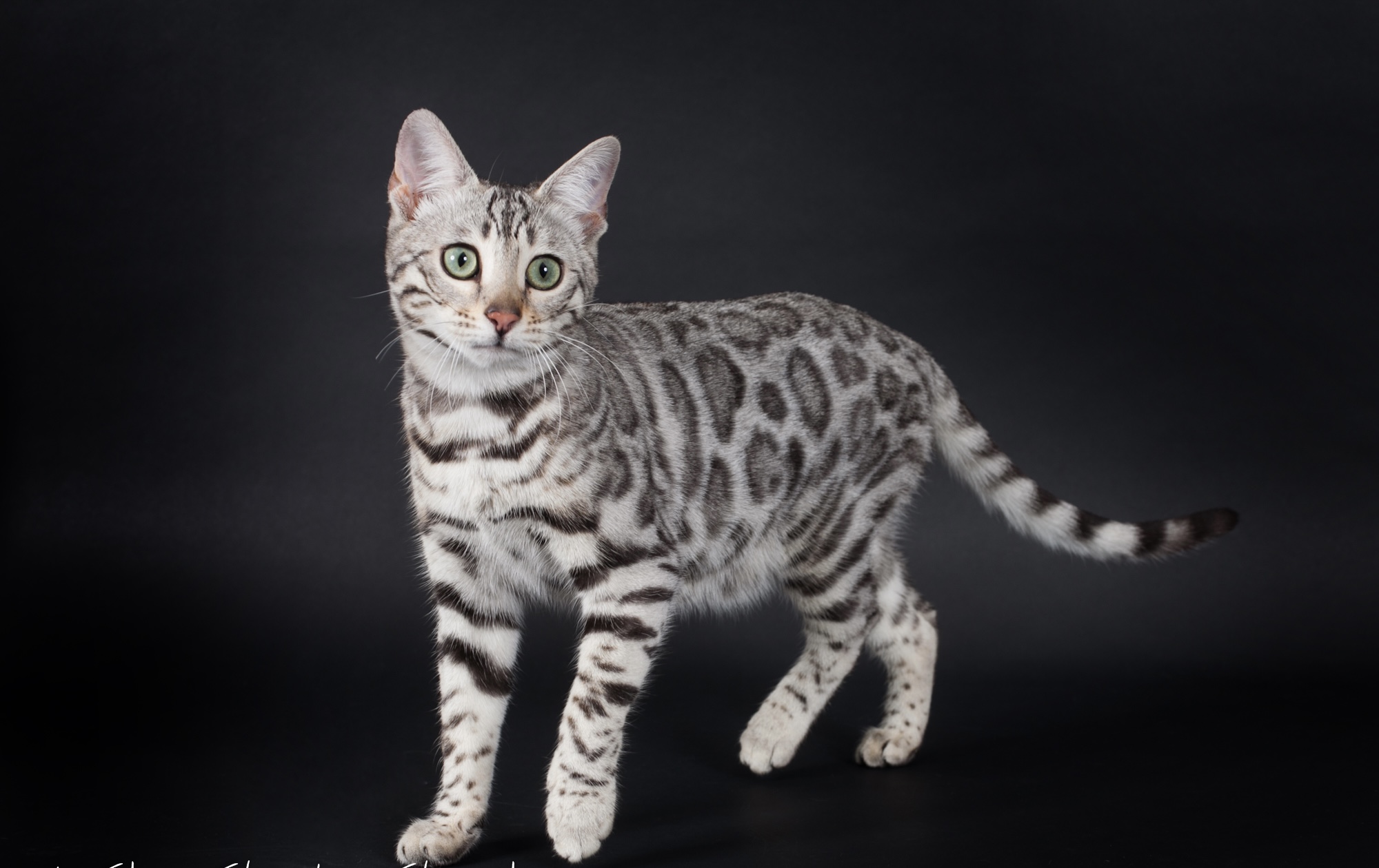 IMG_4979 2 bengal chats