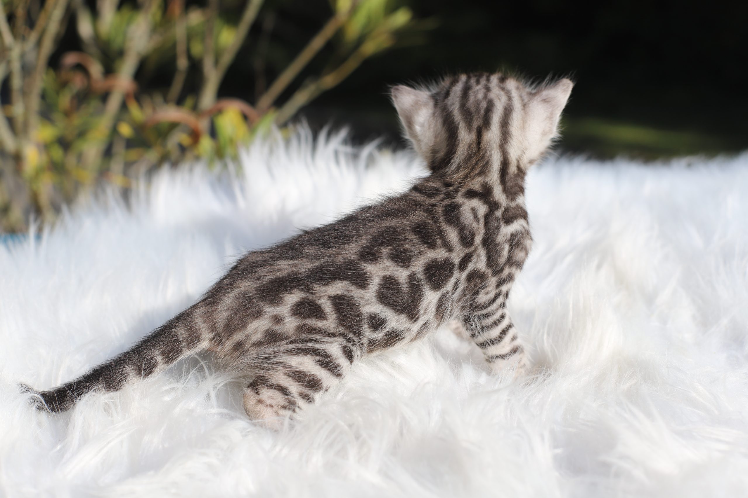 chat bengal brun taches rondes