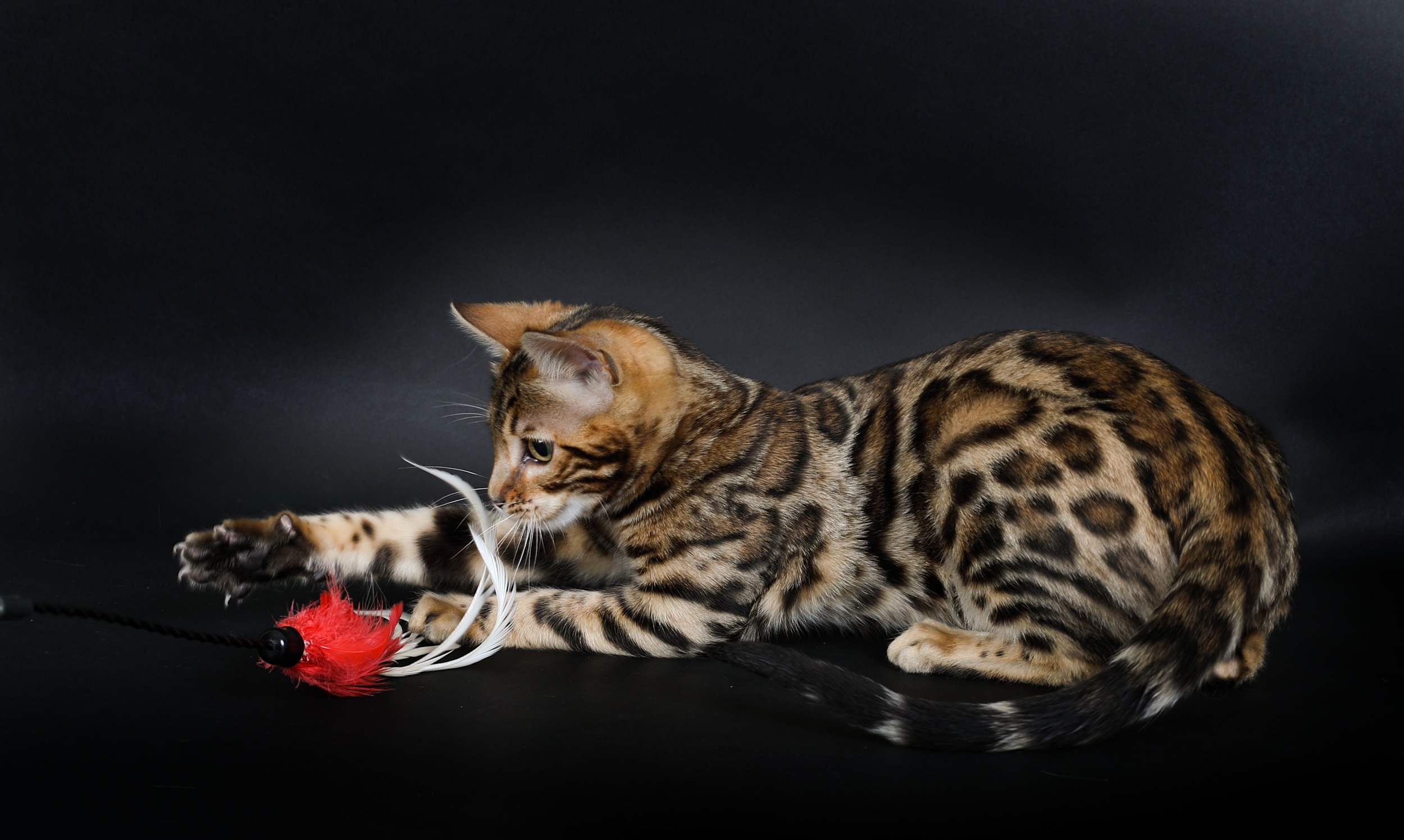 Élevage de chats Bengal en Rhône-Alpes