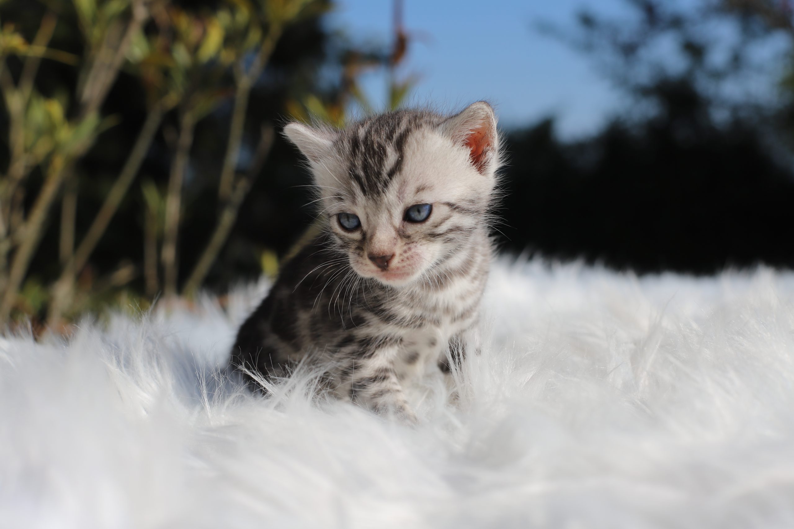 chaton bengal blanc