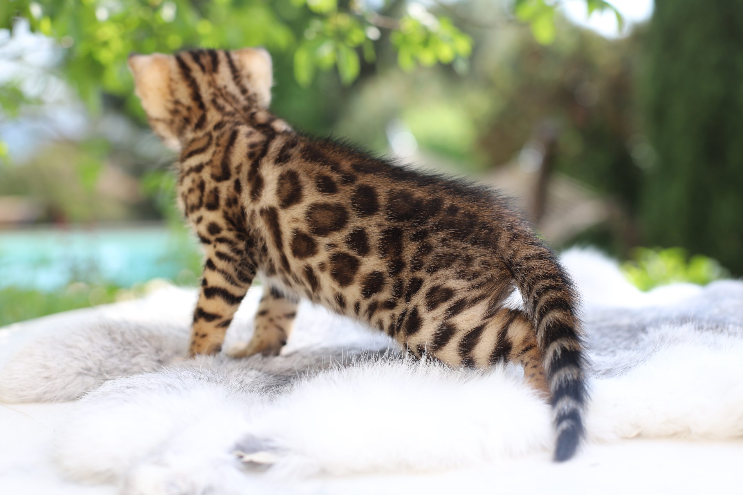 chat bengal brun taches rondes