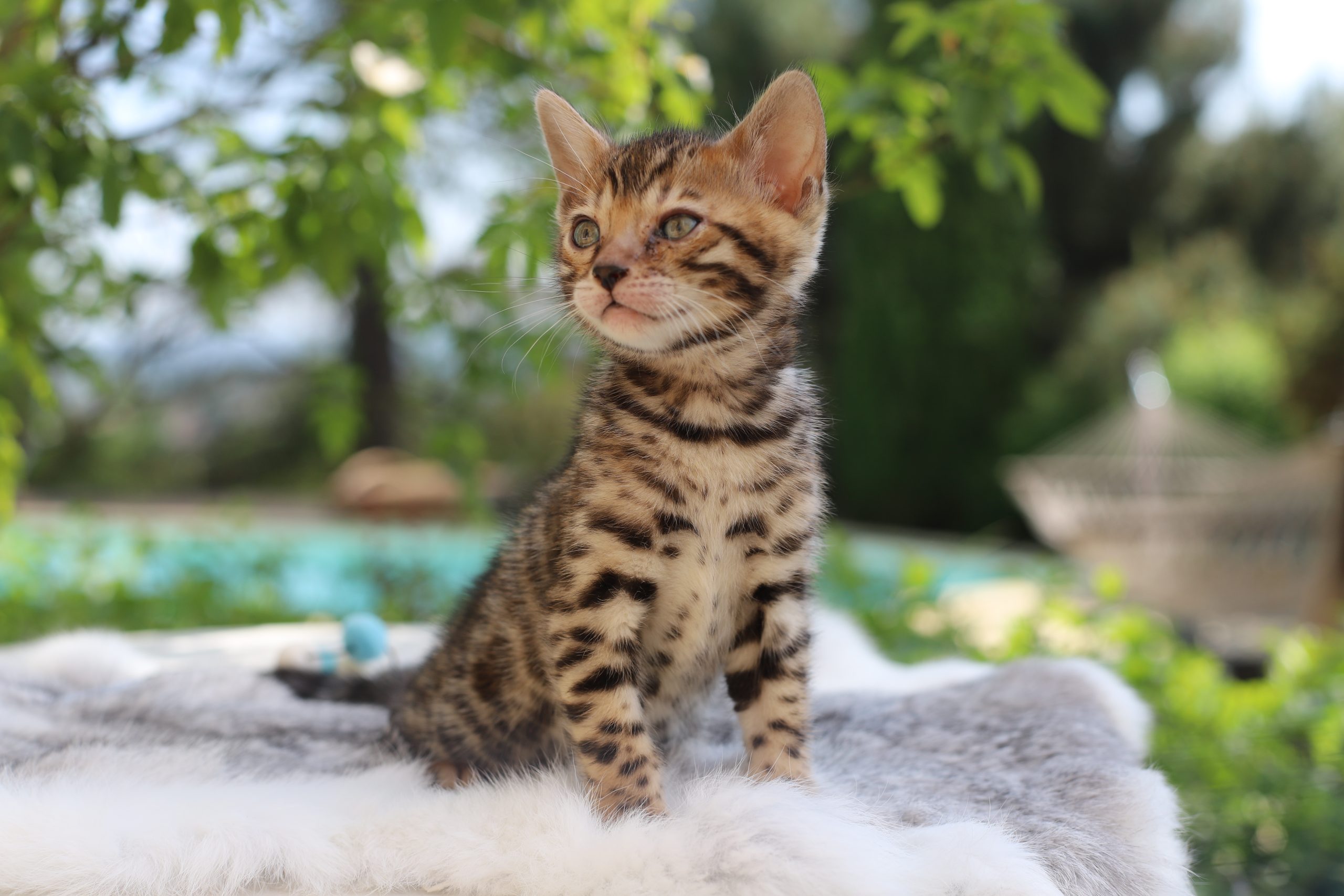 chat bengal brun taches rondes