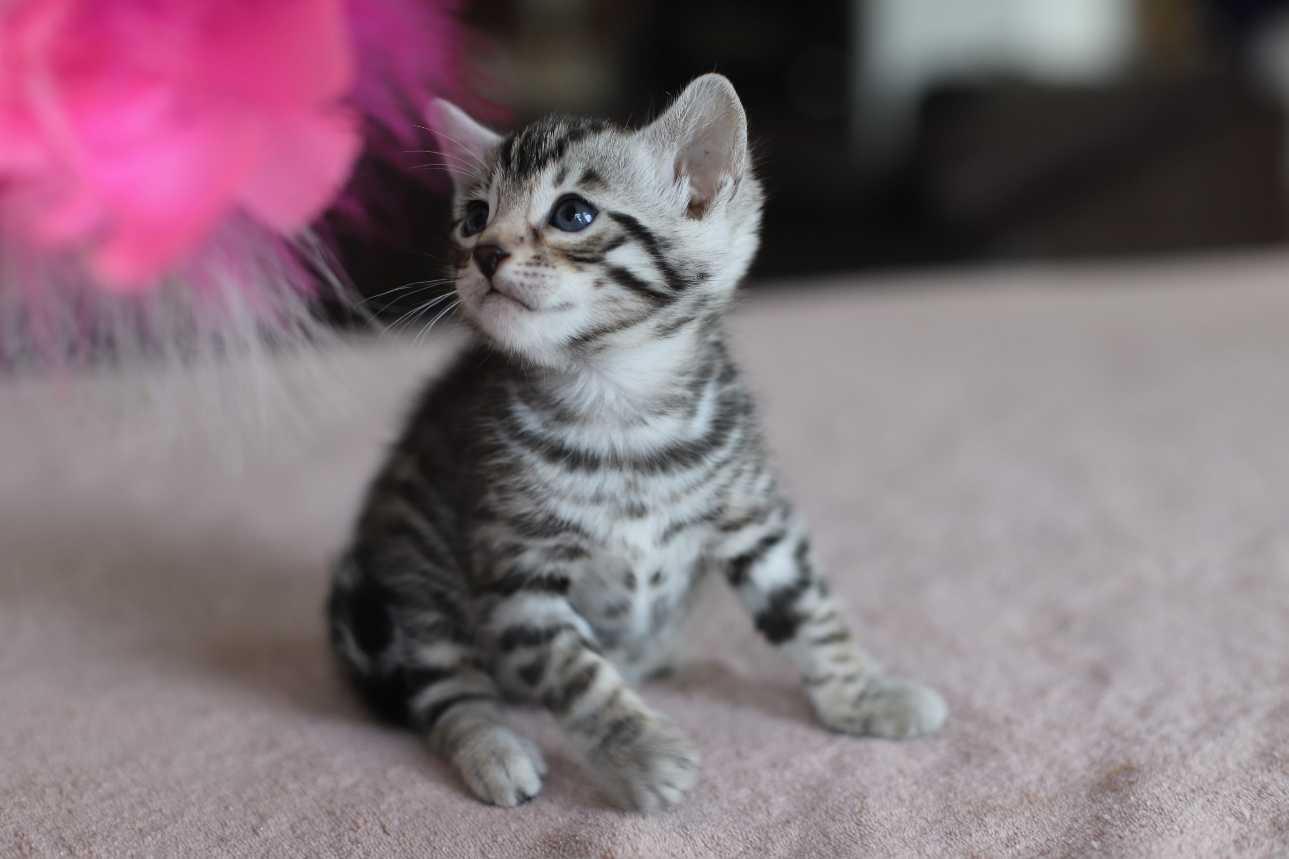 chat bengal brun taches rondes