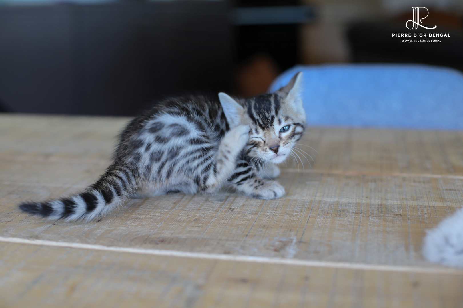 IMG_2636_modifié elevage-chat-bengal-rhone