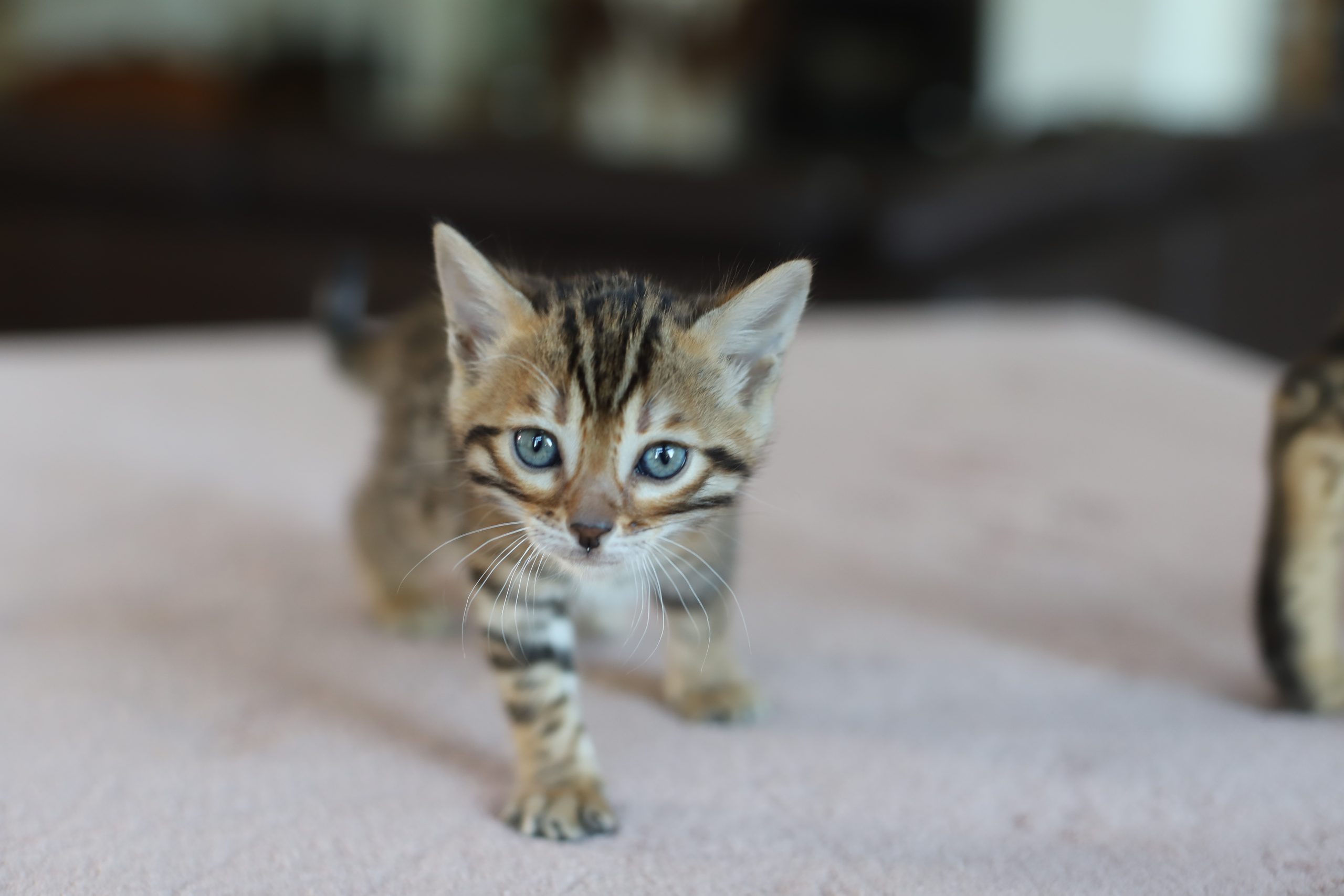 chaton bengal blanc