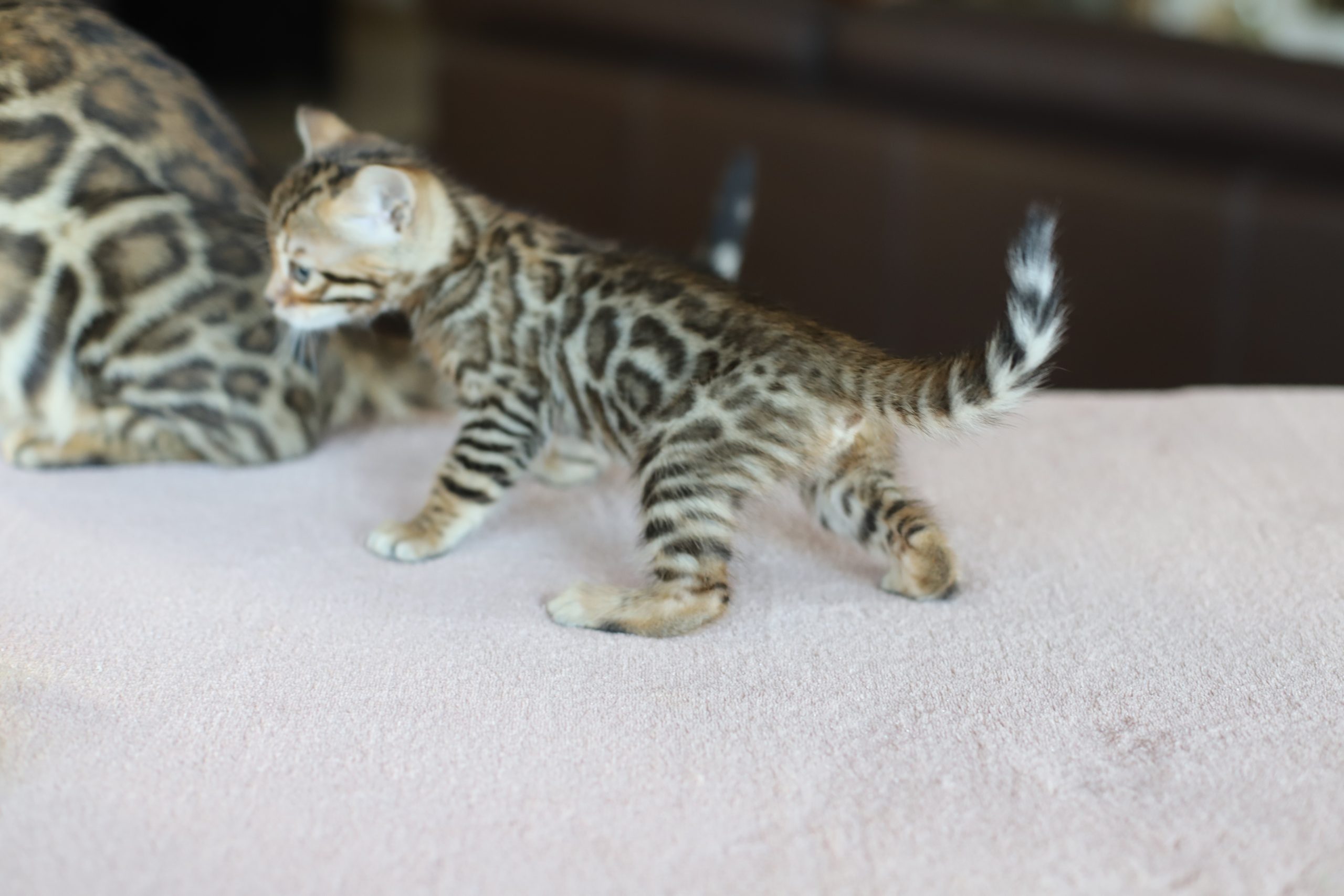 IMG_2647 chat-bengal-taches-rondes