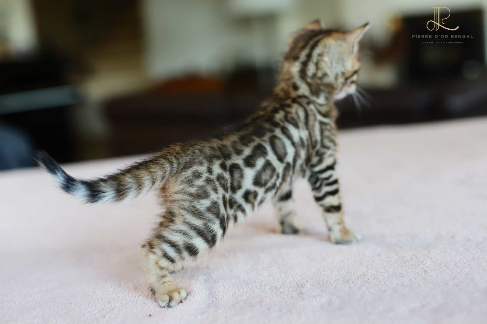 IMG_2658_modifié elevage chat bengal paris