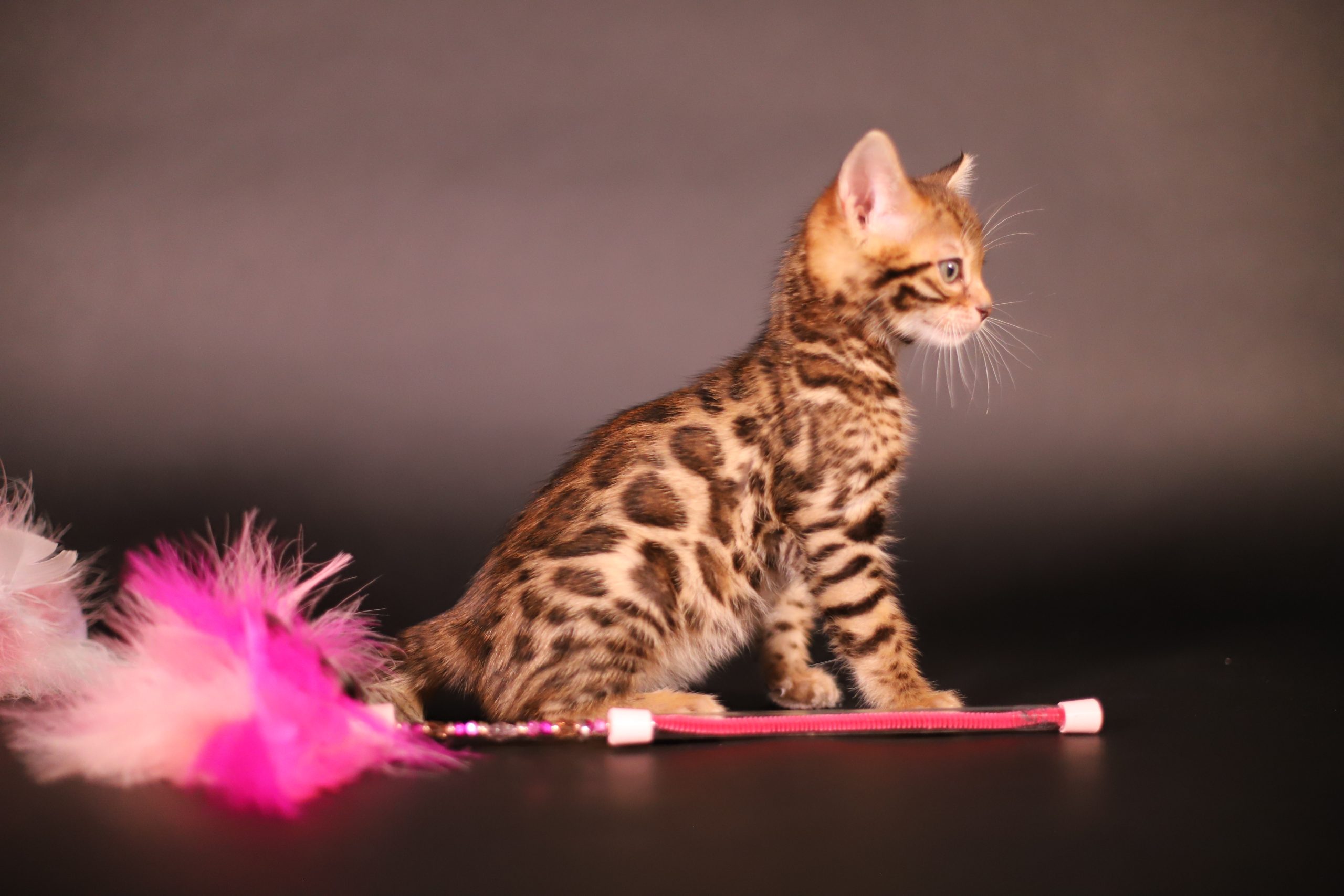IMG_2888 cha-bengal-taches-rondes