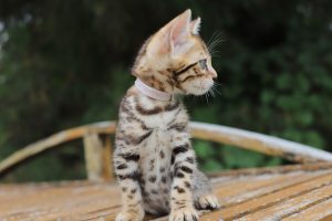 Nala-Sophie