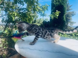 tigre blanc