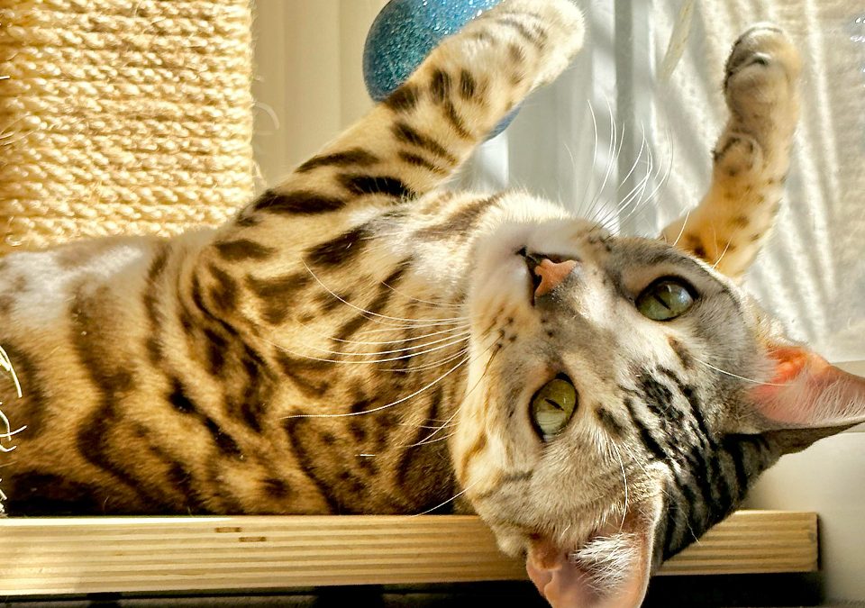 chat bengal qui joue avec une balle