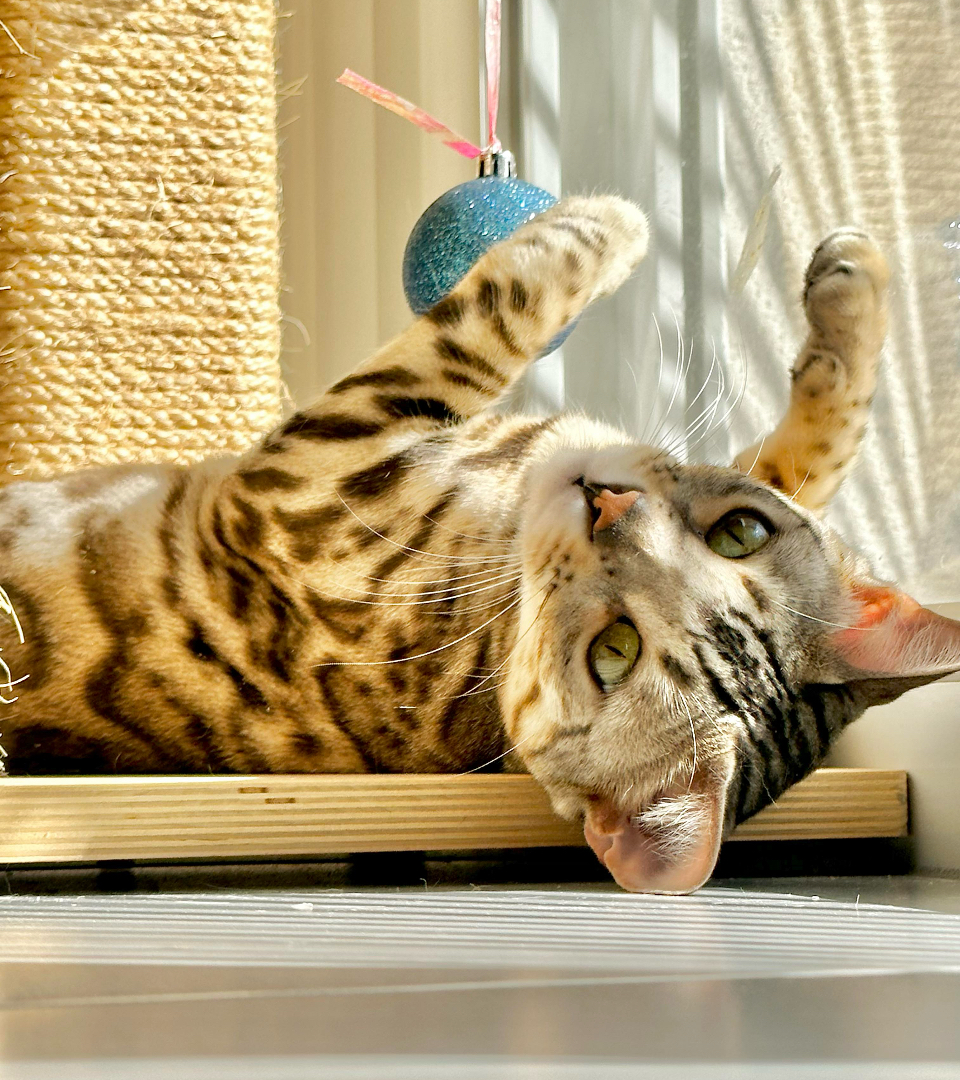 chat bengal qui joue avec une balle
