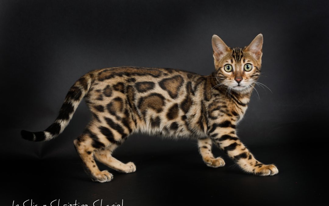 chat-bengal-affectueux
