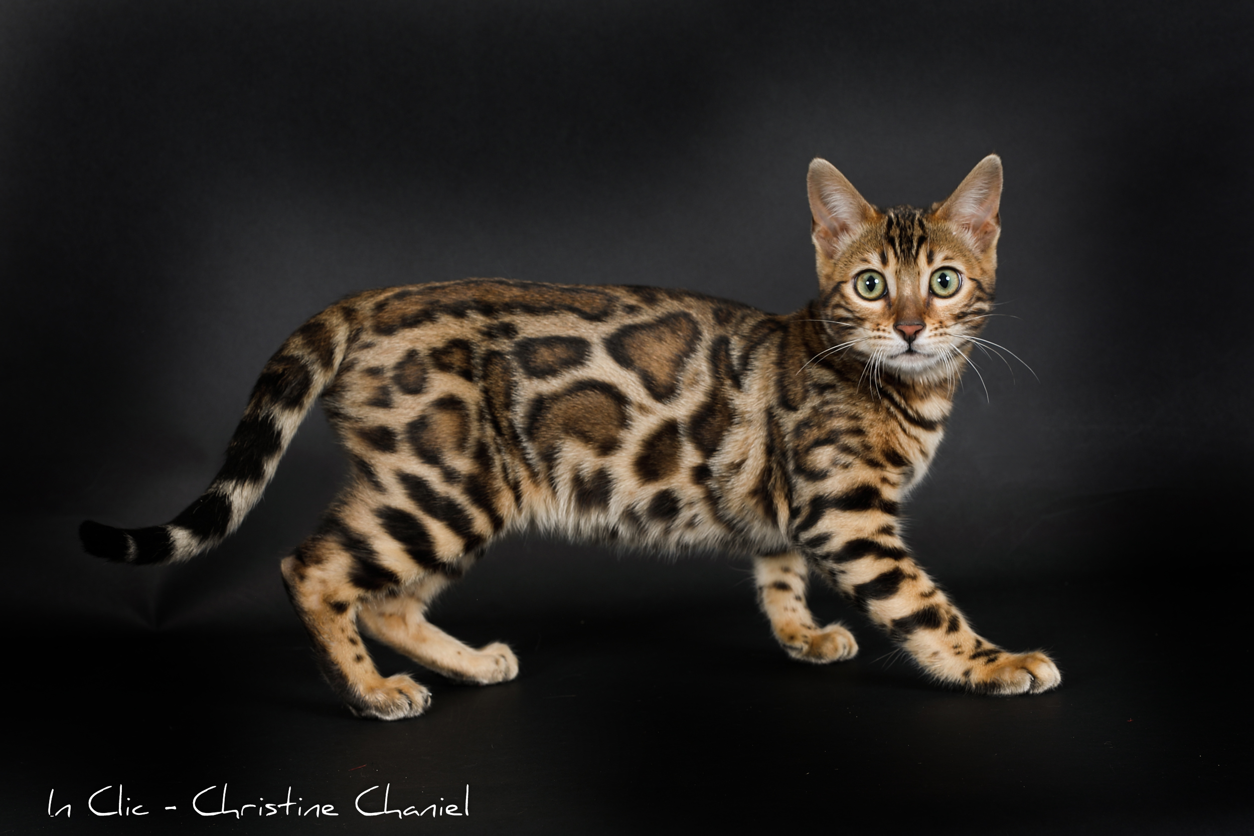 chat-bengal-affectueux