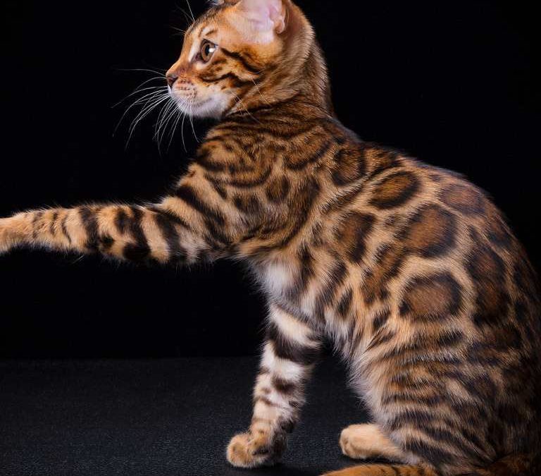 Les 7 erreurs à éviter avec un chat Bengal