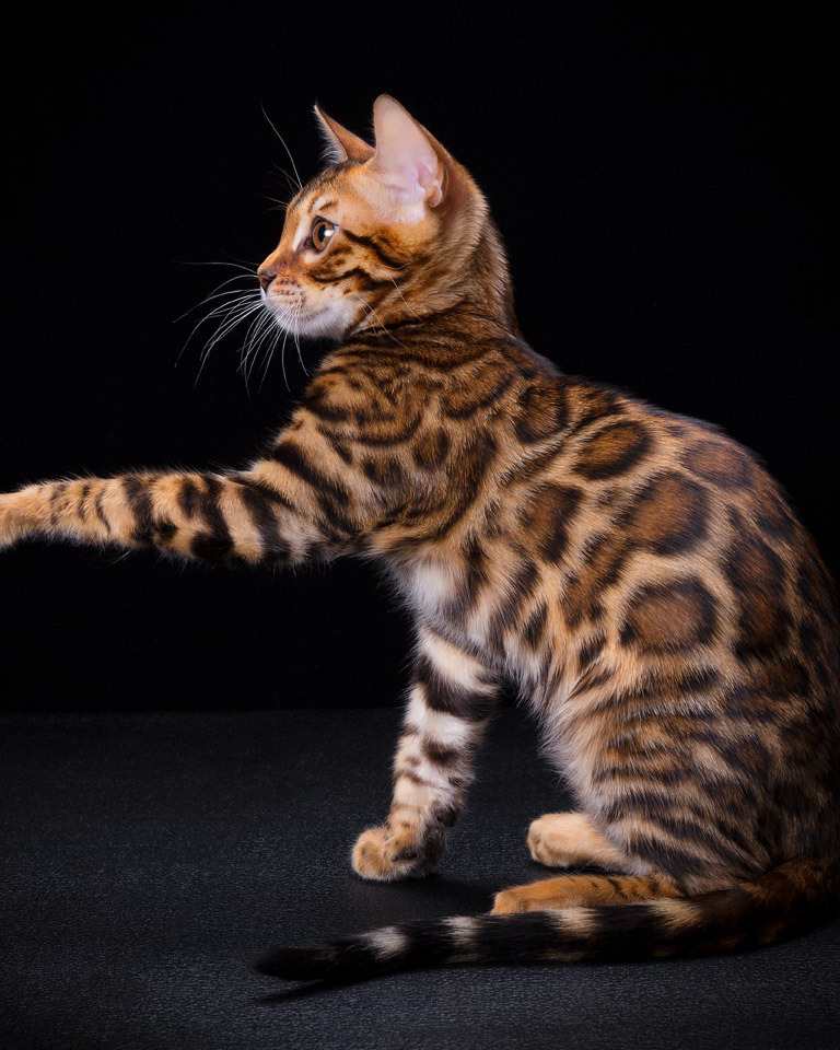 Les 7 erreurs à éviter avec un chat Bengal