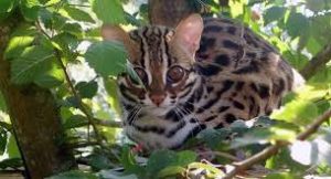chat-bengal-ALC