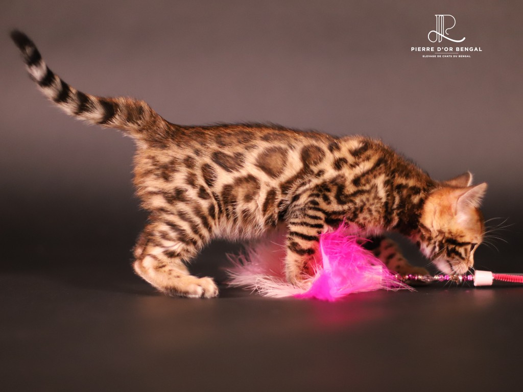 chat du bengal5 elevage-chat-bengal