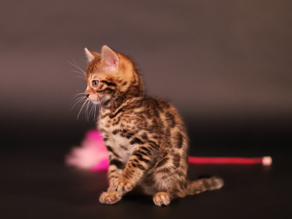 chaton bengal brown chat-bengal-prix