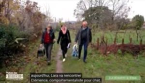 promene ton chat en laisse