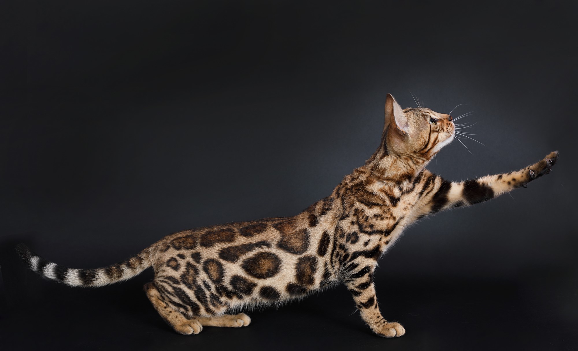 Elevage Bengal Lyon Robes Rares et Prestiges (Loof TICA WCF) Elevage Bengal Lyon Robes Rares et Prestiges (Loof TICA WCF)