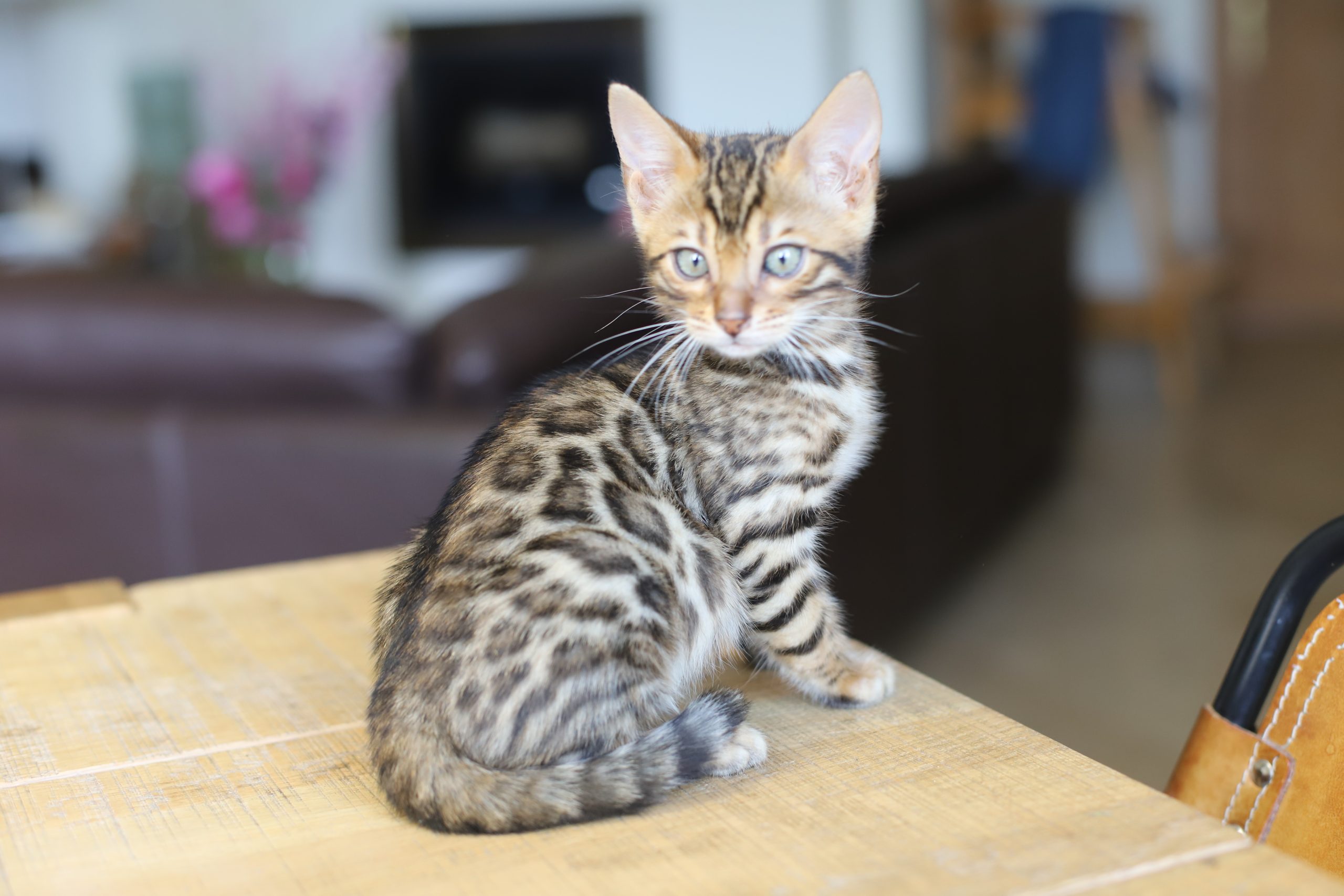 chaton bengal blanc