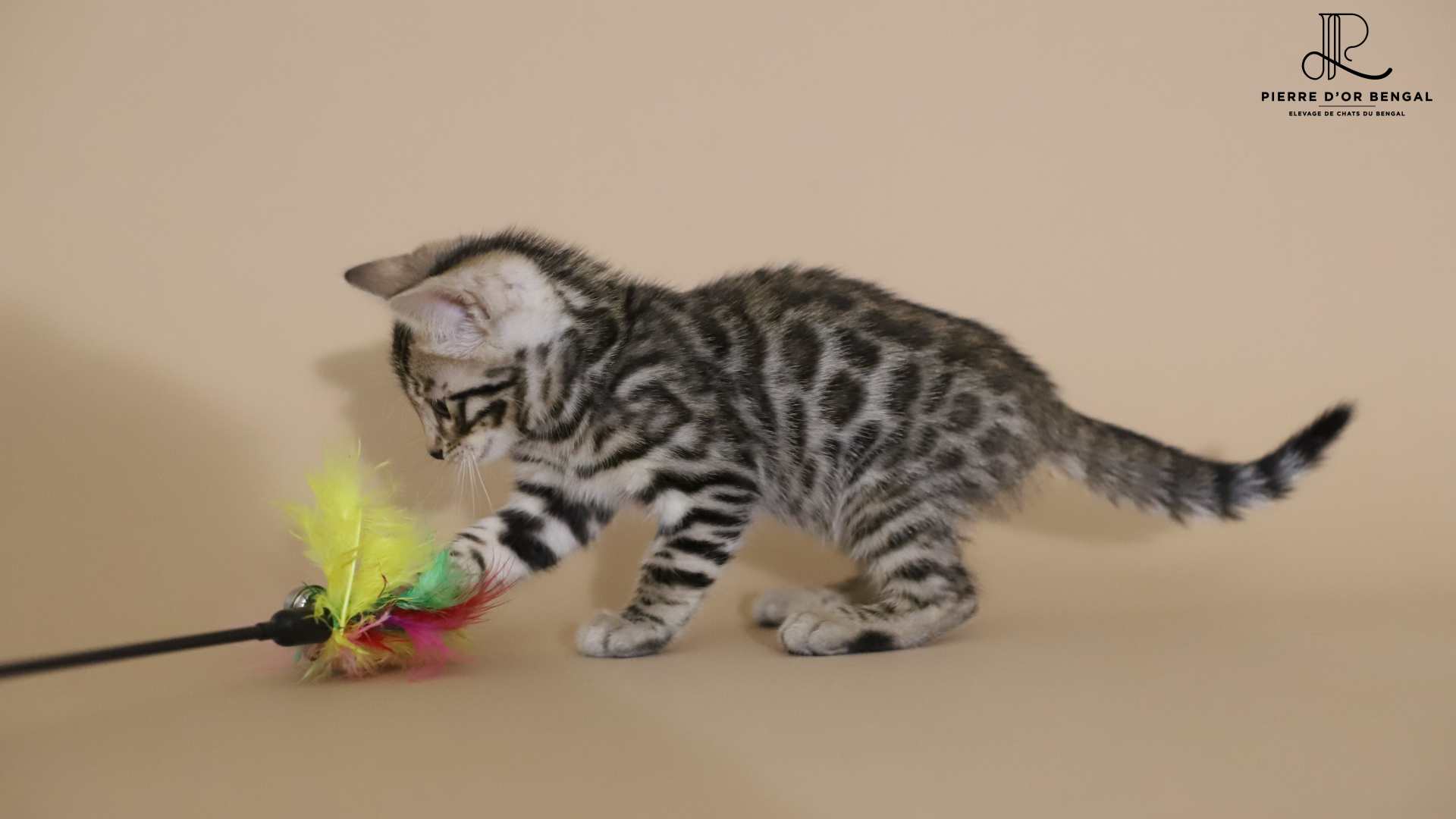 chat bengal blanc cha-bengal-taches-rondes