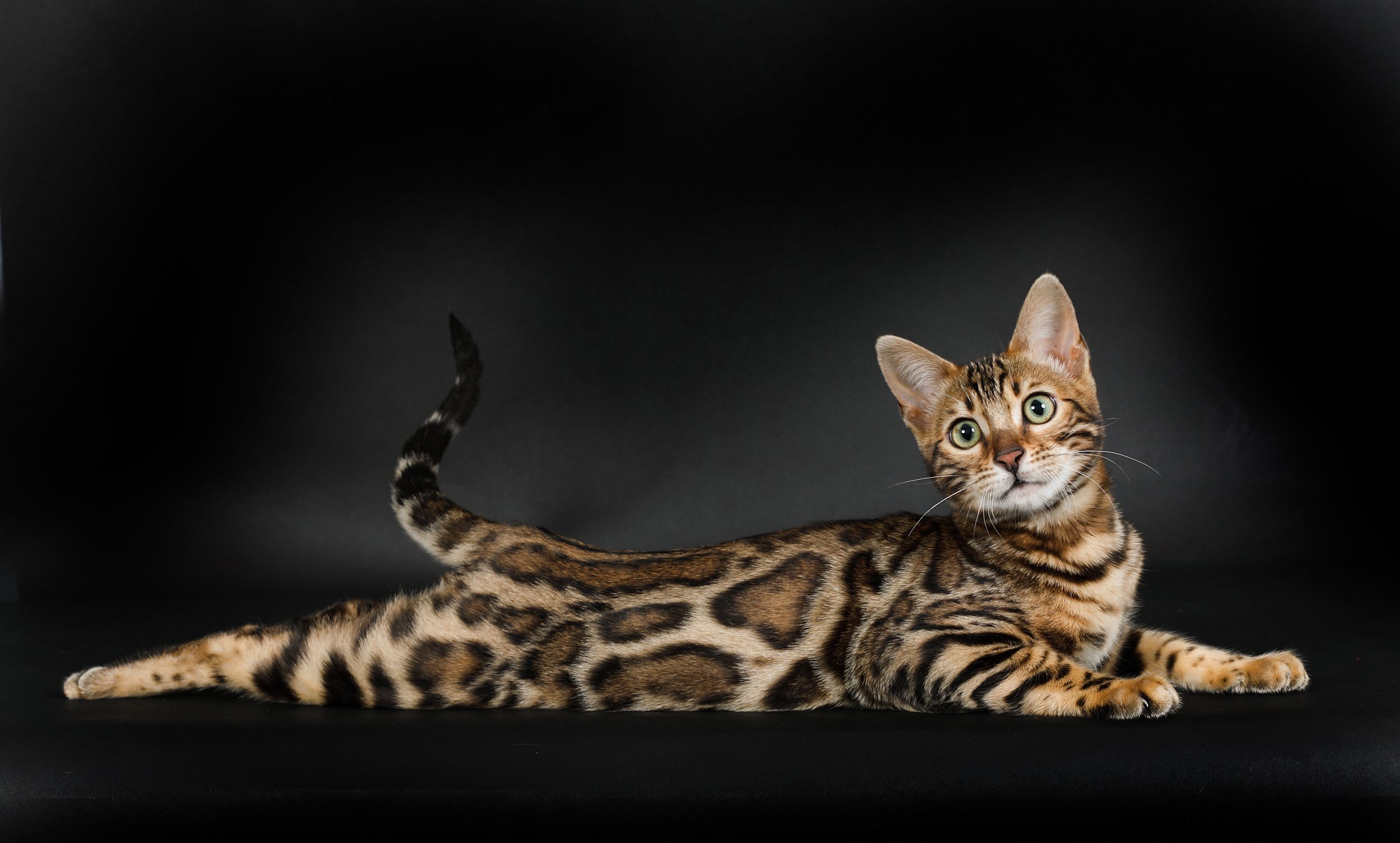 chat bengal prix