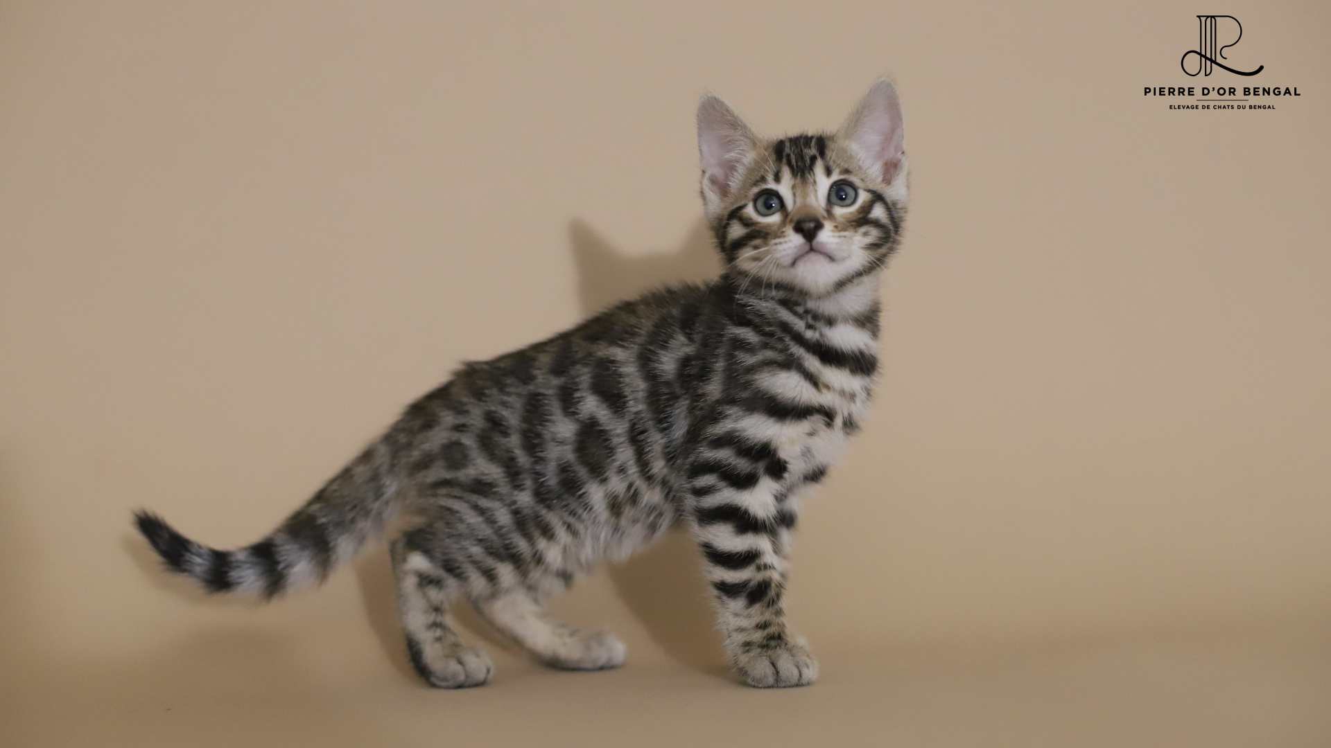 chaton du bengal macon chat-bengal-prix