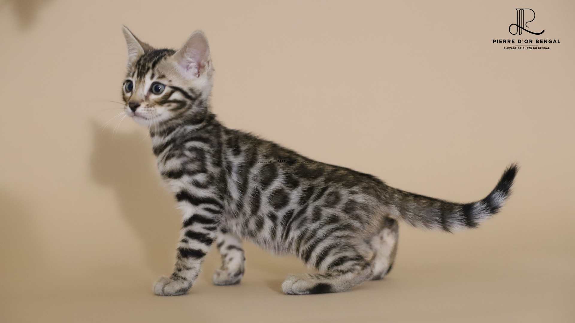 chaton du bengal orange elevage-chat-bengal