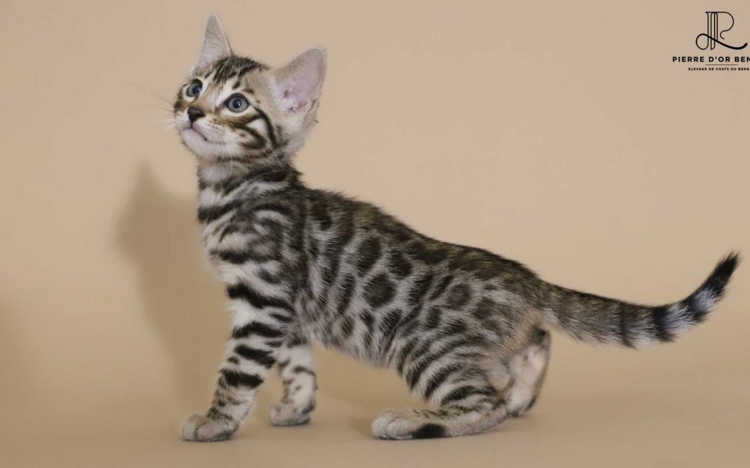 Malcolm – Chaton Bengal Male -collier vert