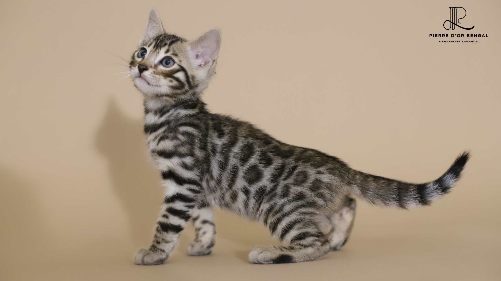 chaton du bengal paris elevage-chat-bengal-rhone