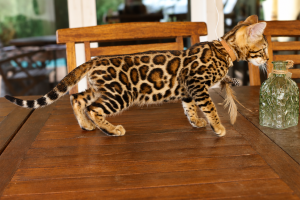 elevage-chat-bengal