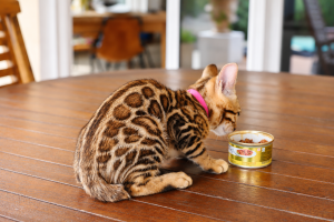 elevage-chat-bengal