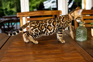 elevage-chat-bengal