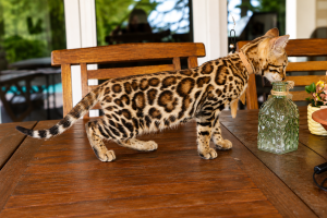 elevage-chat-bengal