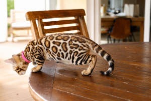 elevage-chat-bengal