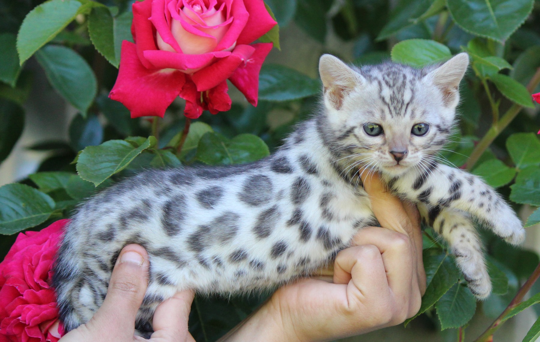 elevage chat bengal lyon