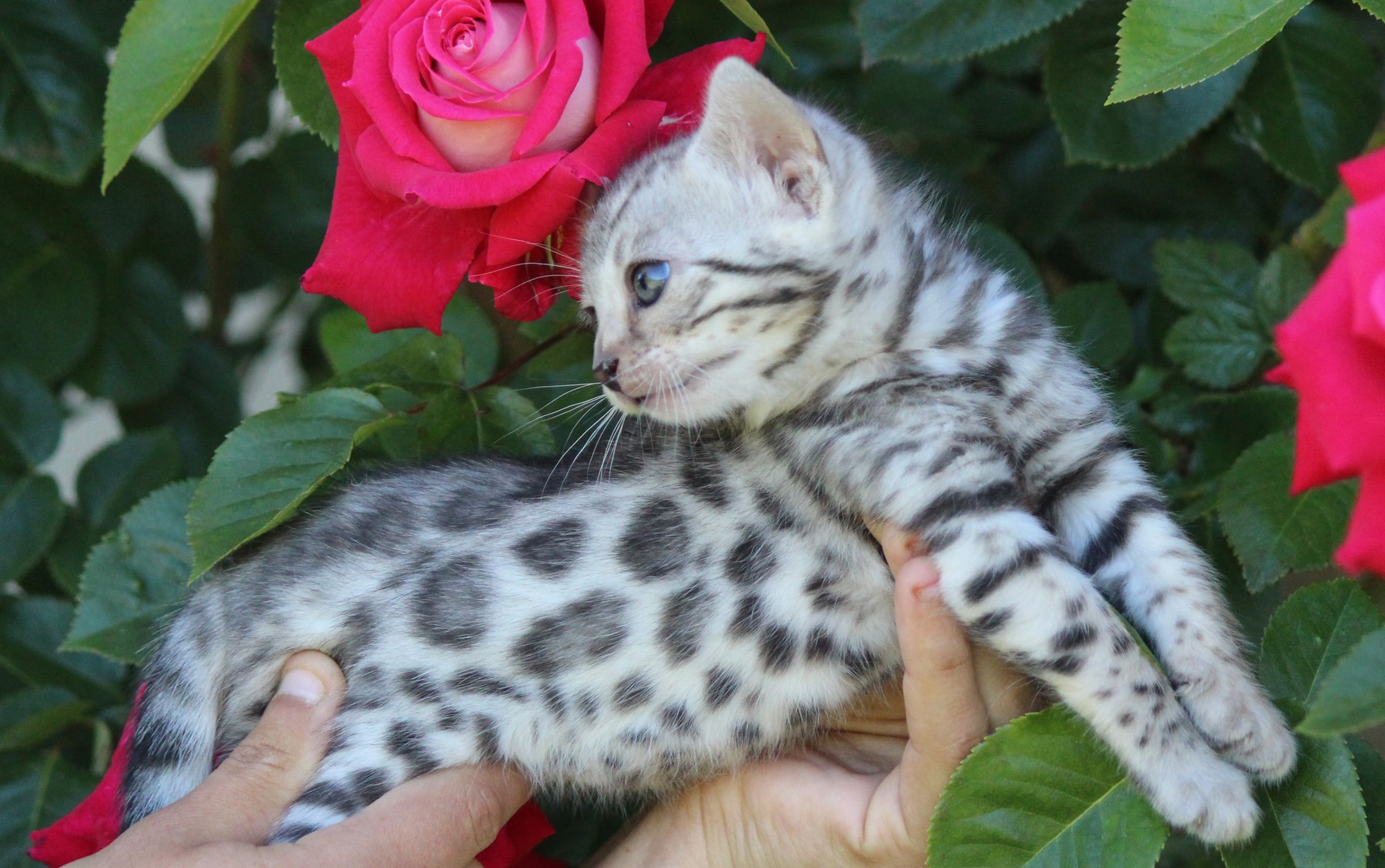 eleveur chat bengal rhone